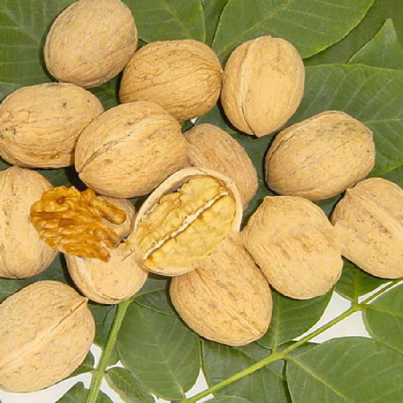 Noce Da Frutto