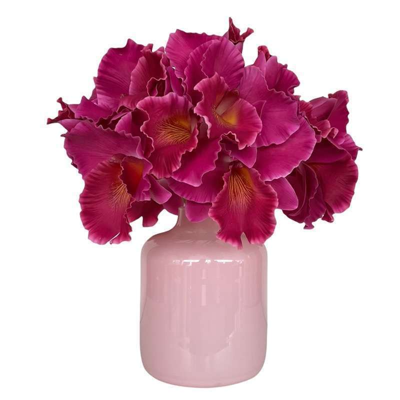 Ramo Di Orchidea Phalaenopsis Fiore Grande EDG
