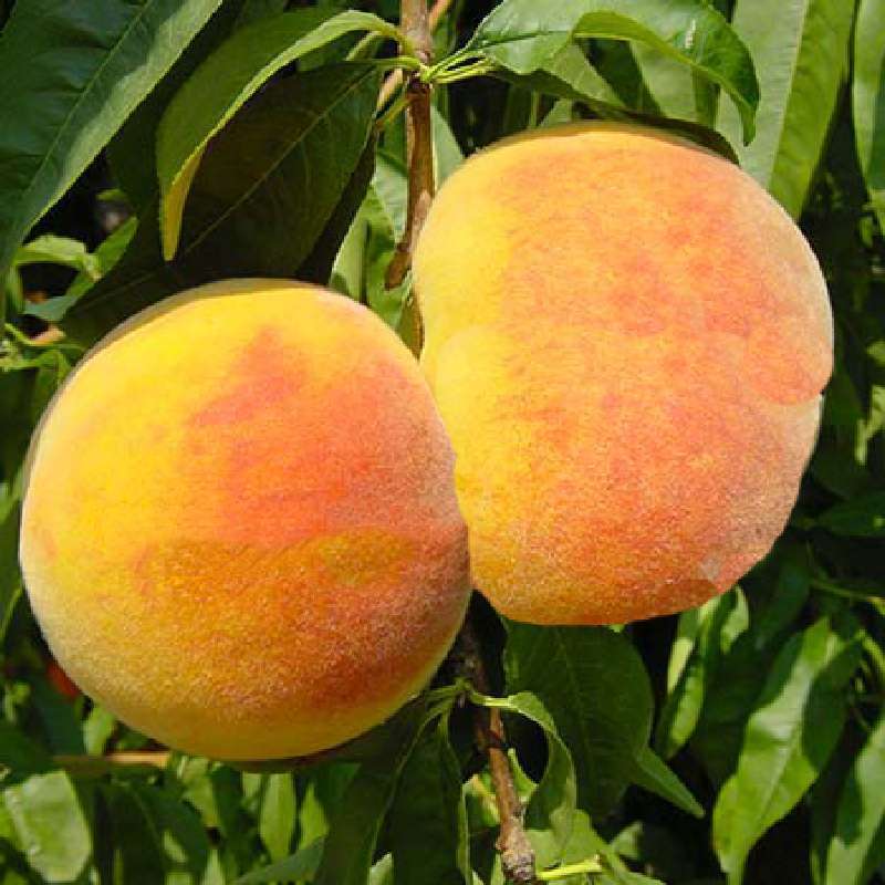 Percoco Baby Gold