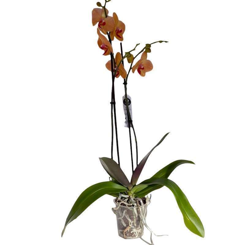 Orchidea Phalaenopsis