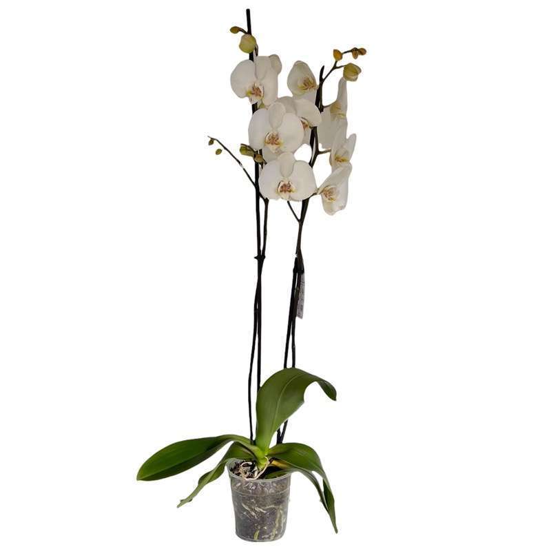 Orchidea Phalaenopsis - immagine 2