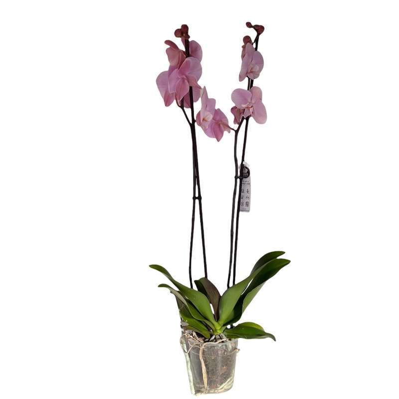 Orchidea Phalaenopsis - immagine 3