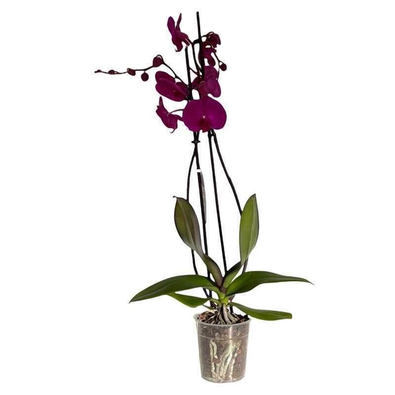 Orchidea Phalaenopsis - immagine 4