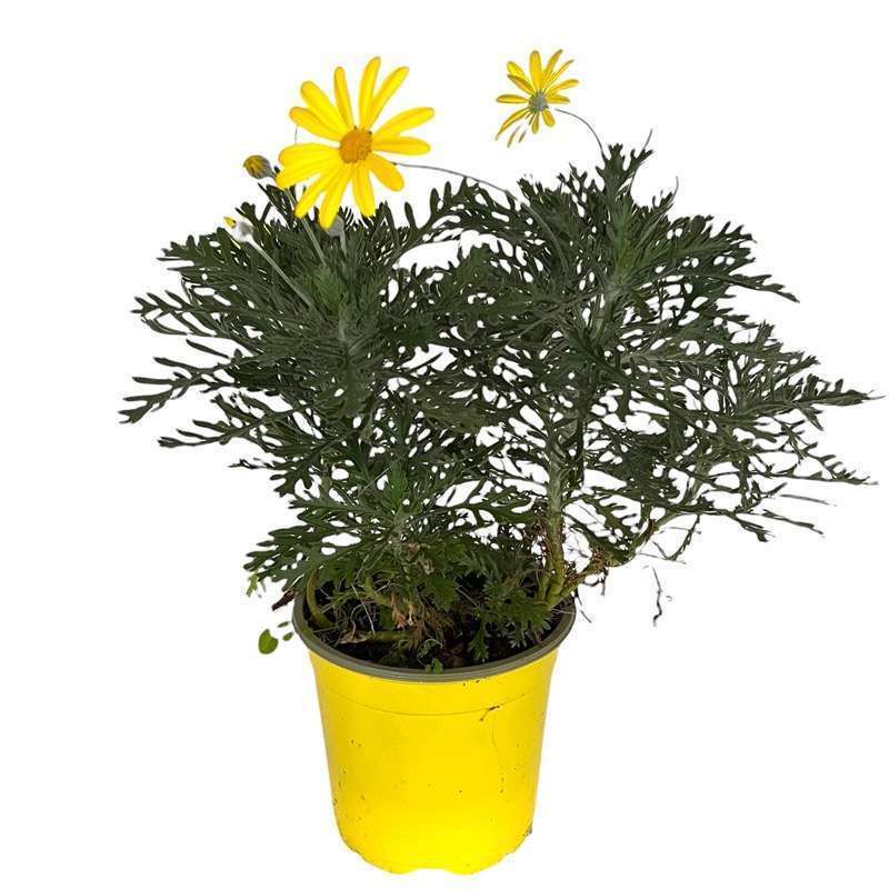 Euryops