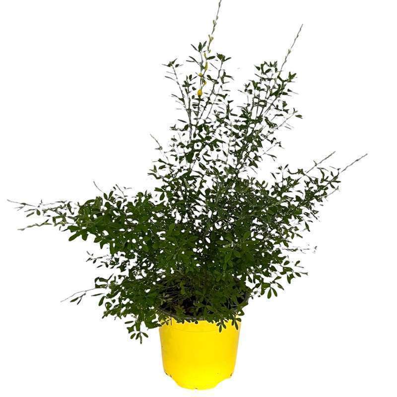 Cytisus