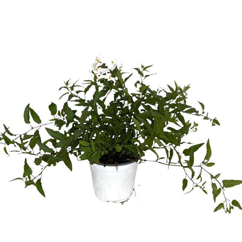 Solanum Jasminoides