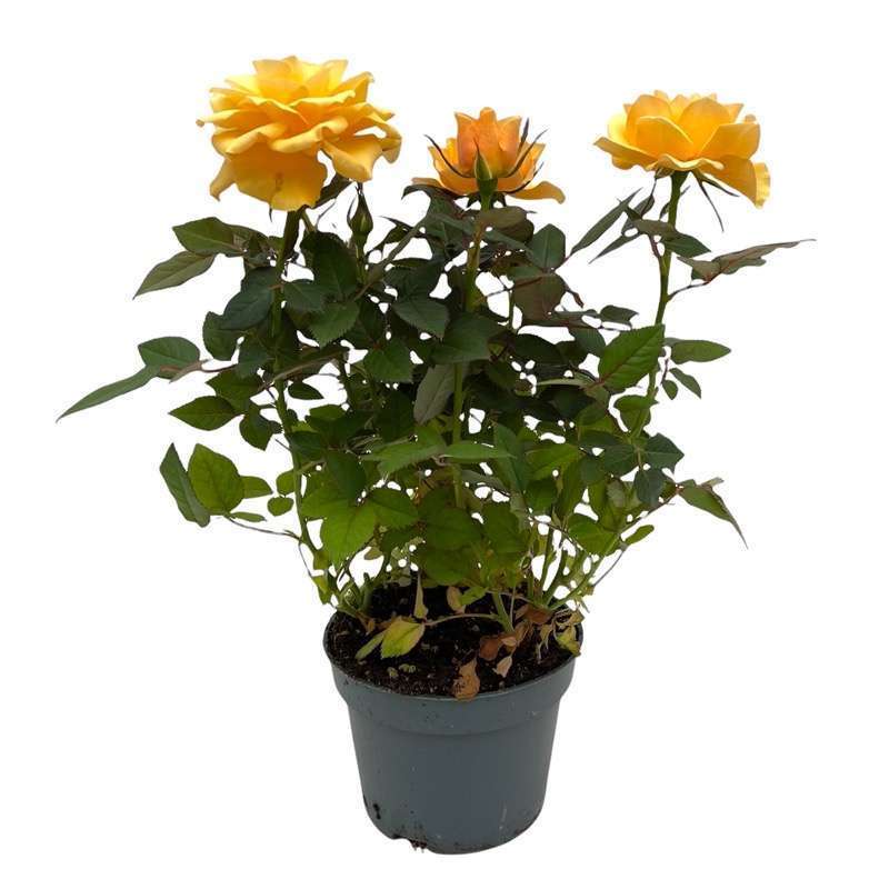 Rosa Mix Vaso 10