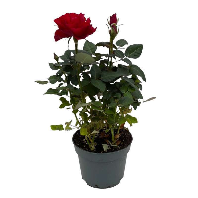 Rosa Mix Vaso 10 - immagine 3