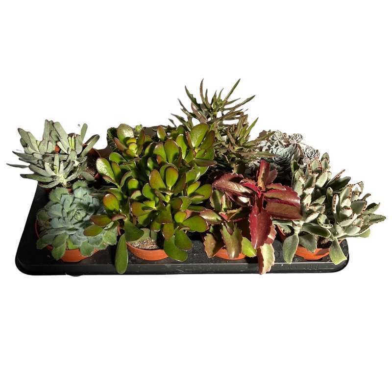 Succulenti Mix 8 Pezzi