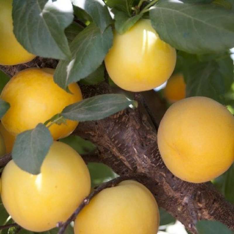 Susino Shiro Goccia D'Oro