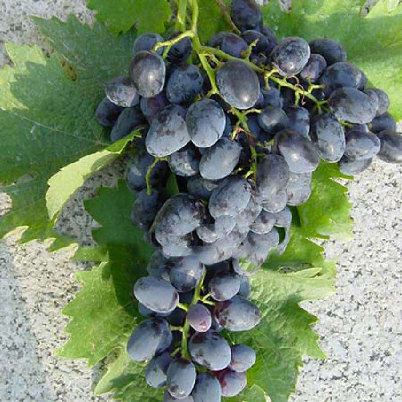 Uva Da Tavola Nera Pizzutello