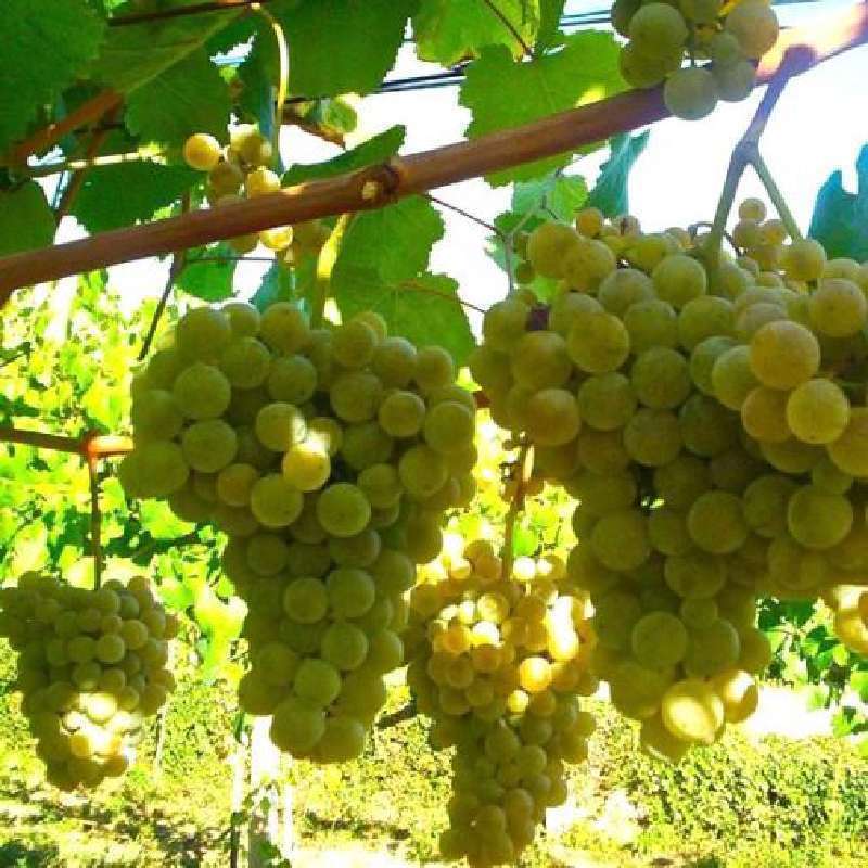 Uva Da Tavola Bianca Francese
