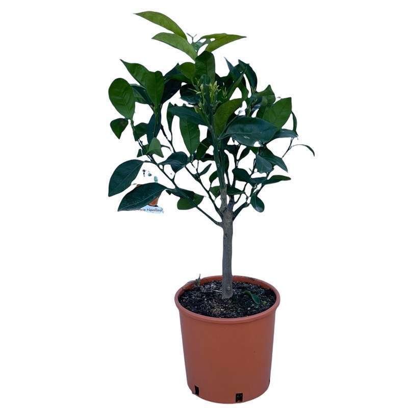 Arancio Navellino Ø20