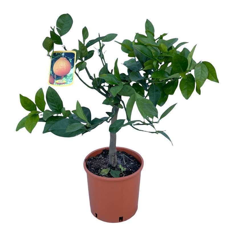 Arancio Tarocco Ø20