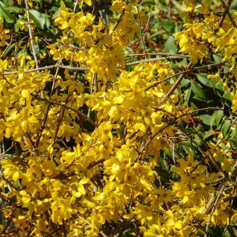 Forsythia