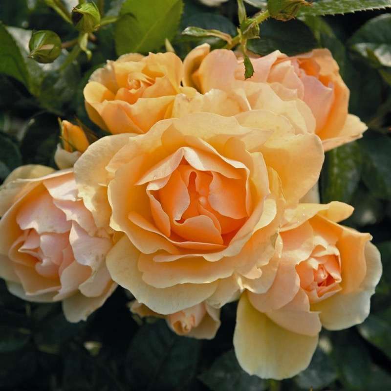 Rosa Alberello Hansestadt Rostock