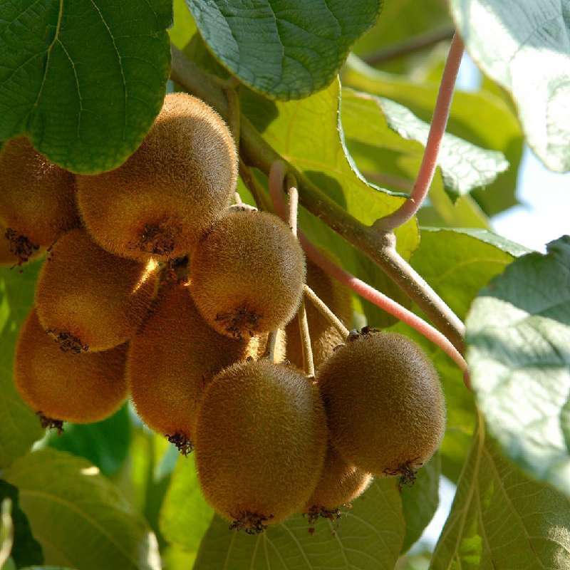Actinidia Deliciosa Autofertile
