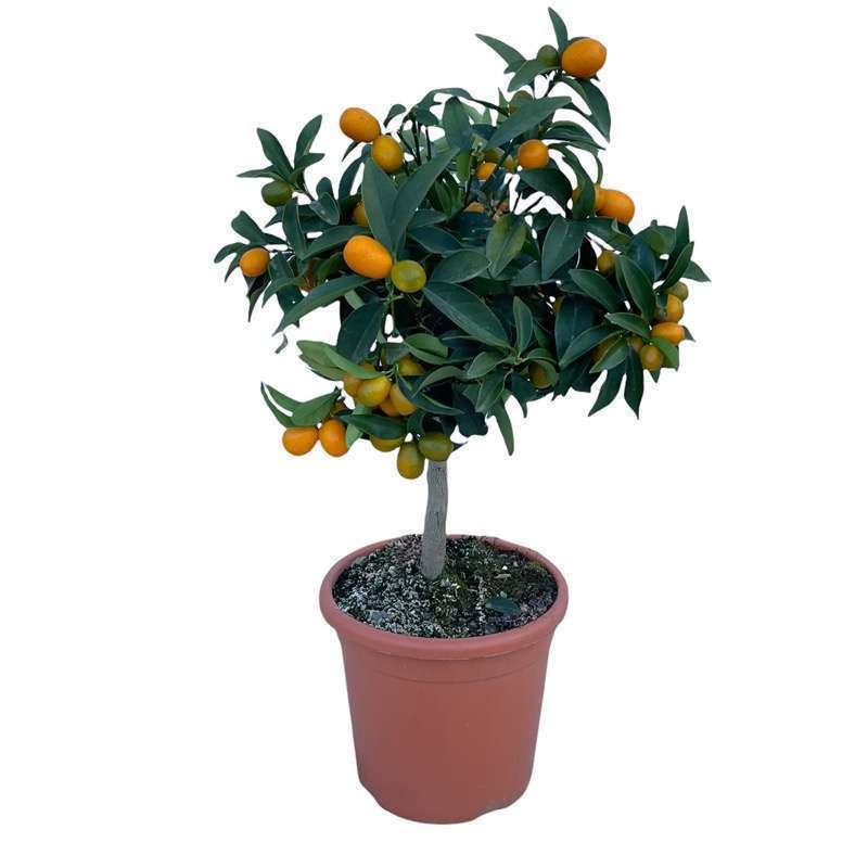 Kumquat Mandarino Cinese Ø20