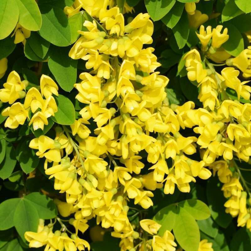 Laburnum Vossii
