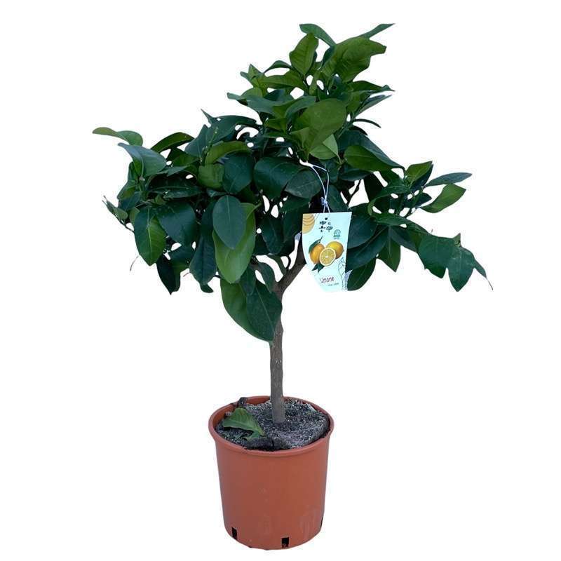 Limone Quattro Stagioni Ć20