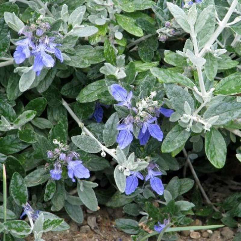Teucrium Fruticans