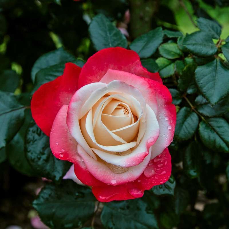 Rosa Alberello Nostalgie