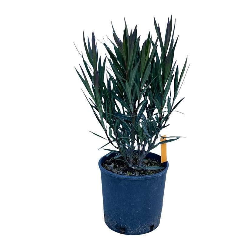 Nerium Oleander