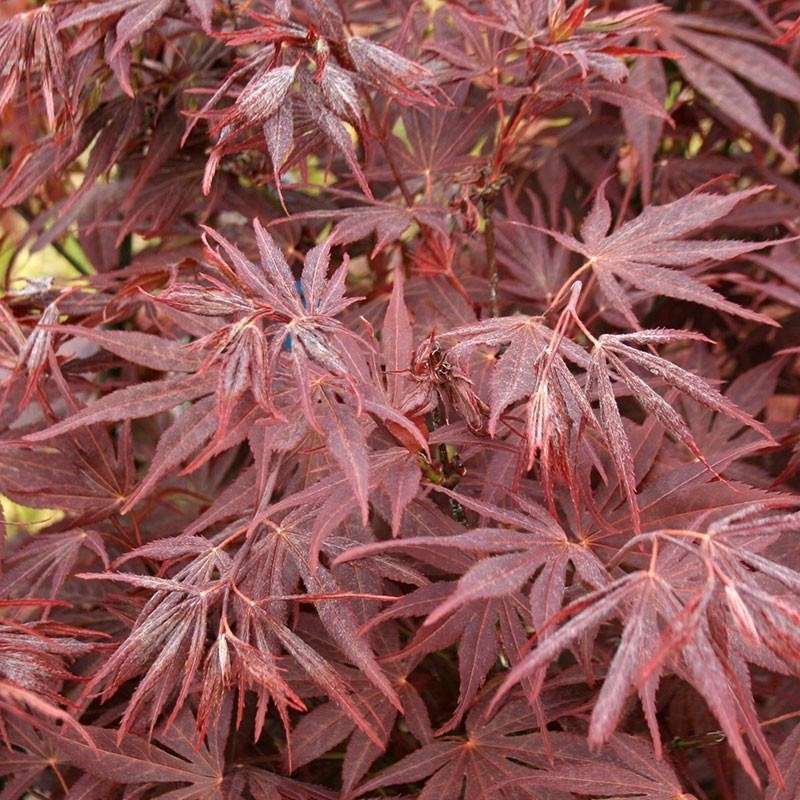 Acero Palmatum Rosso