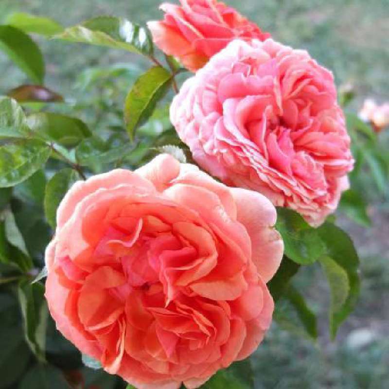Rosa Alberello Chippendale