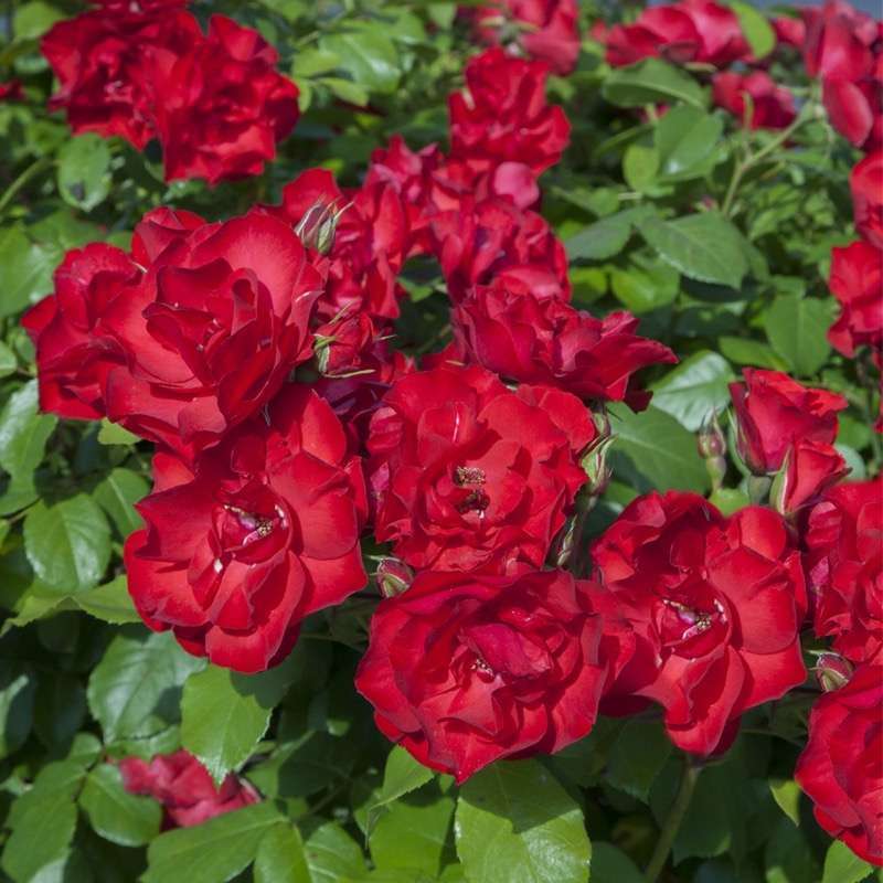 Rosa La Sevillana