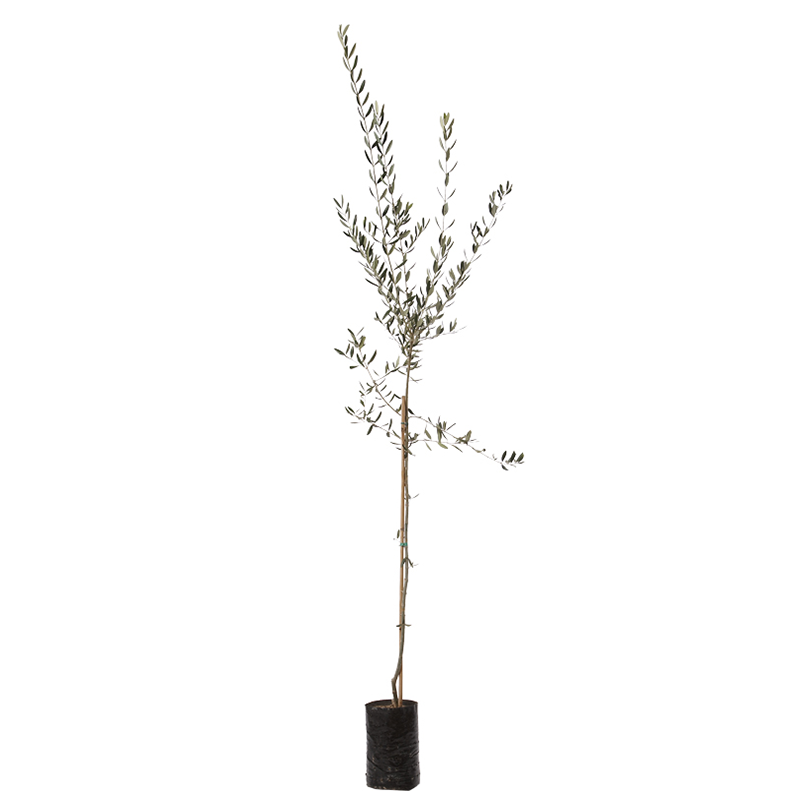 Olea Europaea Leccino