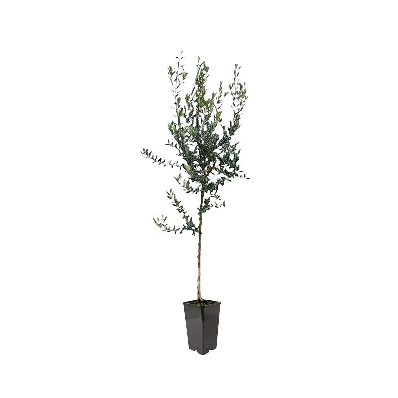 Olea Europaea Rosciola