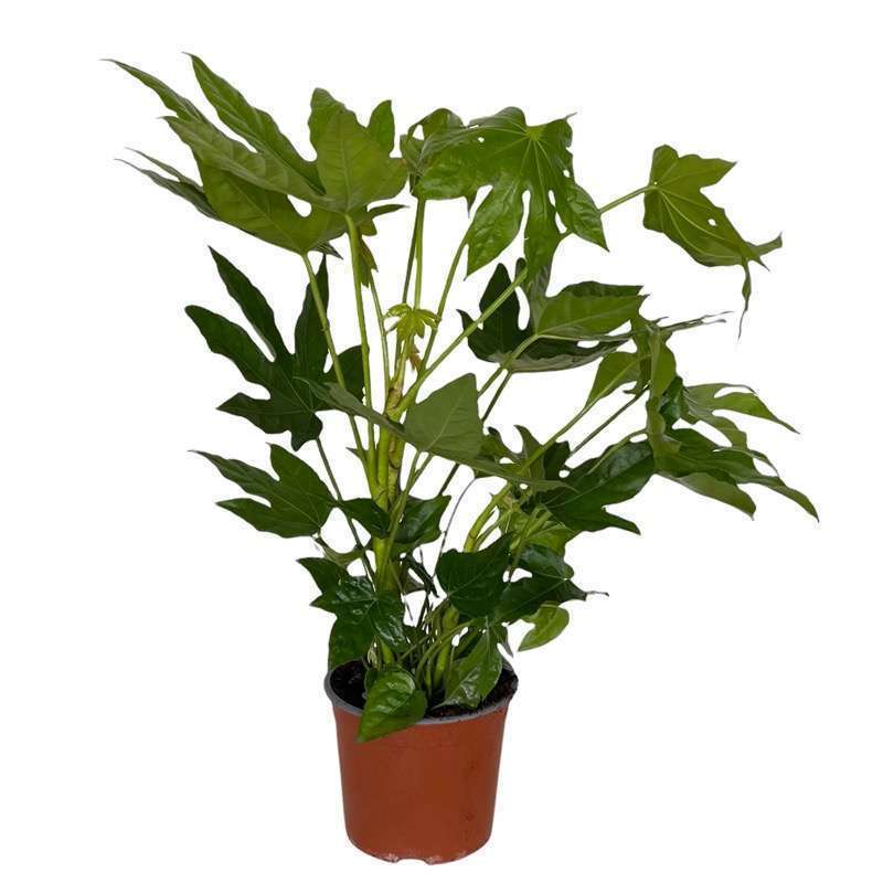 Aralia Sieboldii