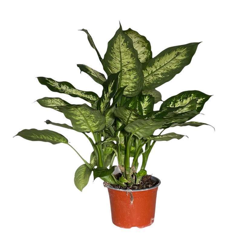 Dieffenbachia Camille