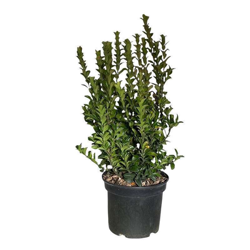 Euonymus Japonicus Green Spire