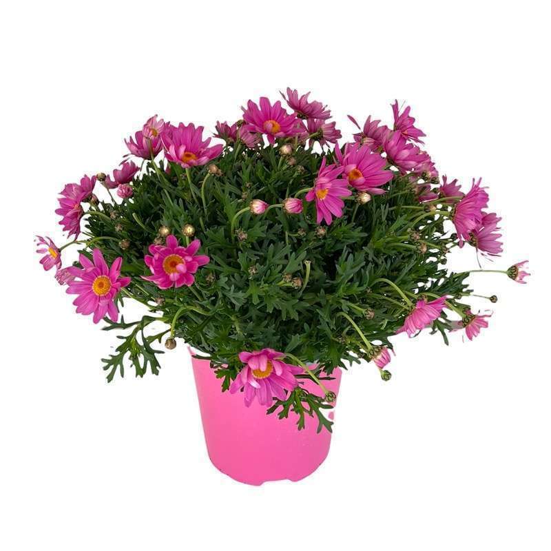 Margherita Viola