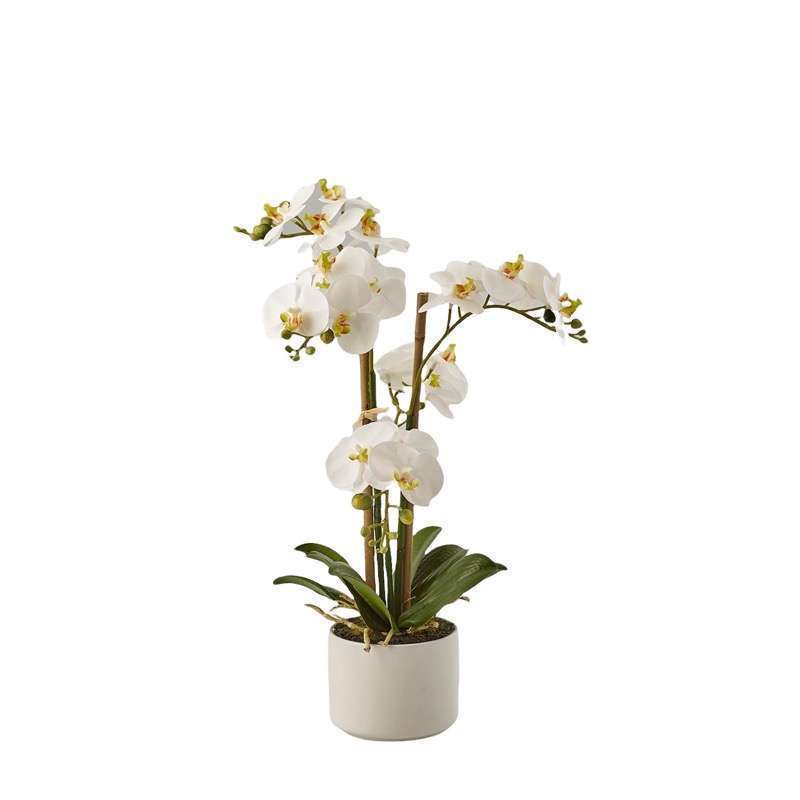 Orchidea Phalaenopsis H38 EDG