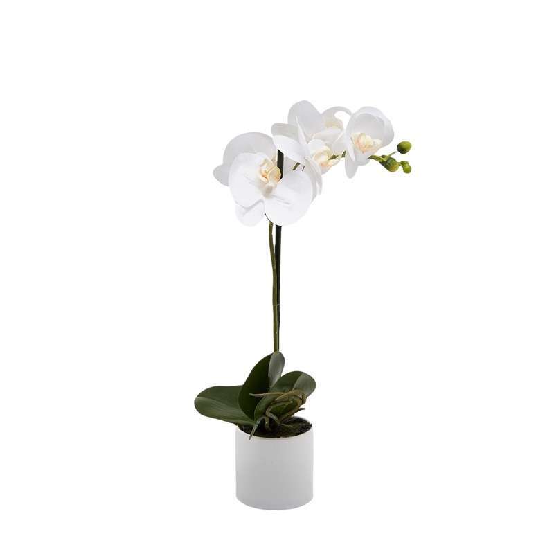 Orchidea Phalaenopsis H40 EDG