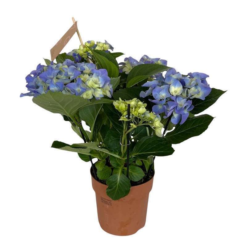 Hydrangea Macrophylla v.14