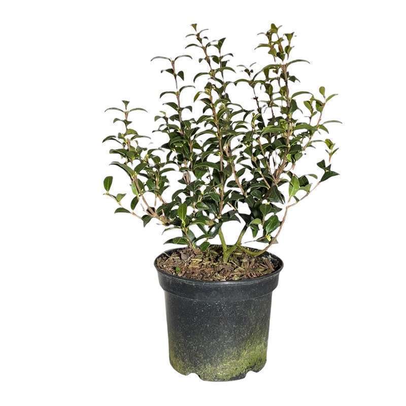 Osmanthus Burkwoodii