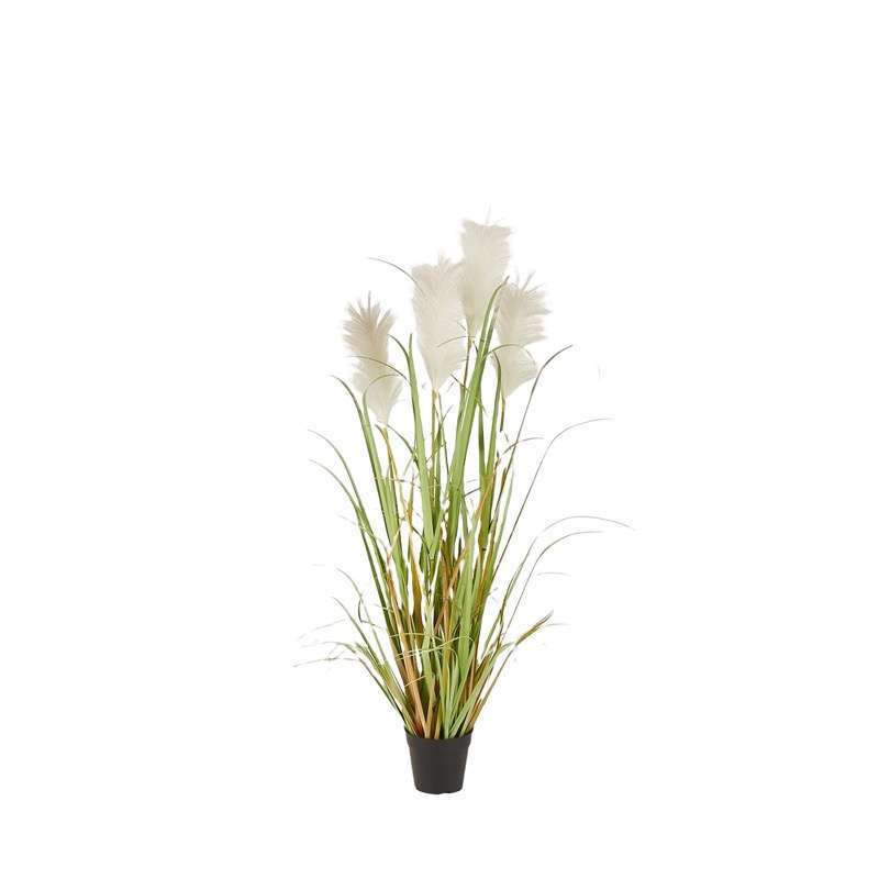 Pianta Pampas Con Vaso H127 EDG