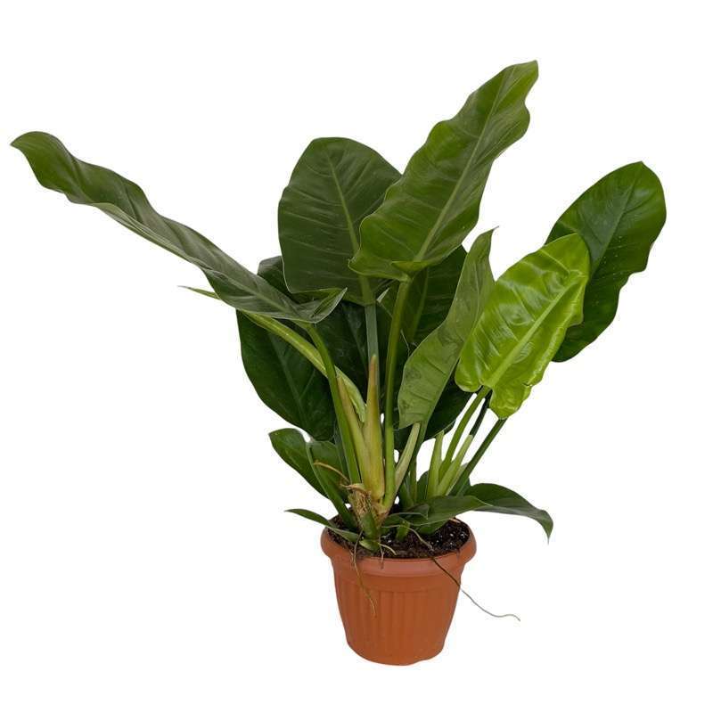 Philodendron Imperial Green