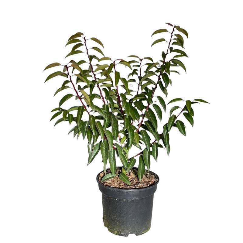 Prunus Lusitanica