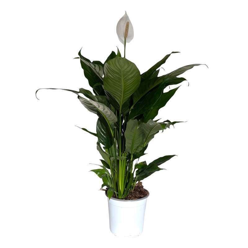 Spathiphyllum V.17