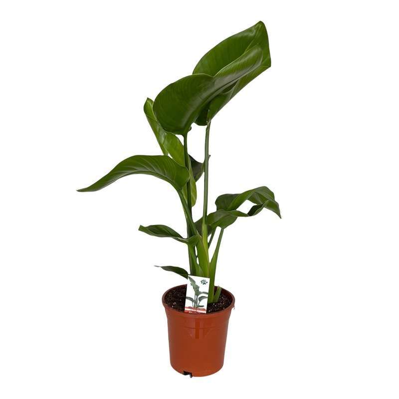Strelitzia Nicolai V.16