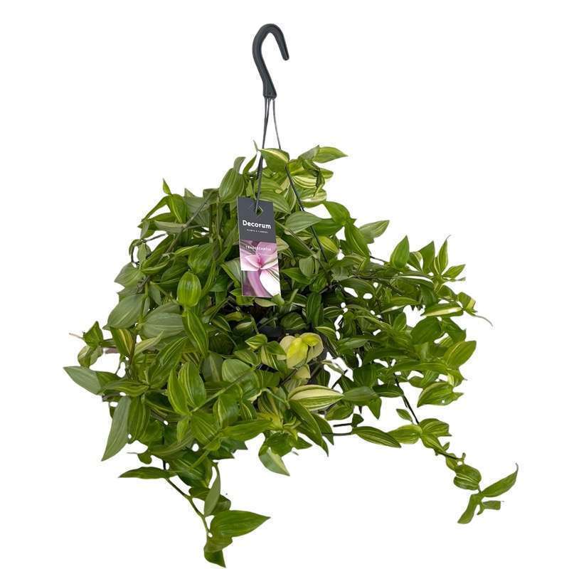 Tradescantia Zebrina