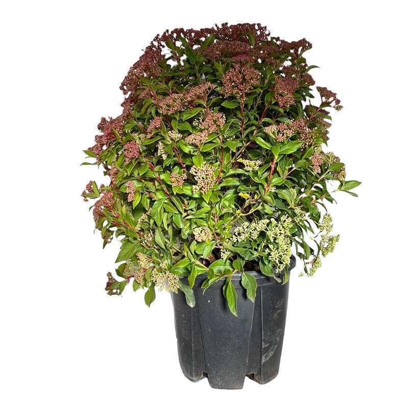 Viburnum Tinus