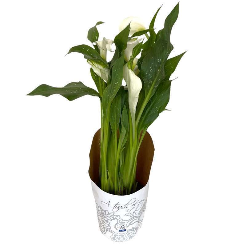 Zantedeschia Albomaculata