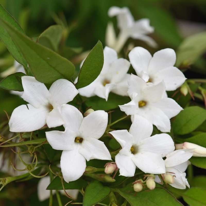 Jasminum Polyanthum