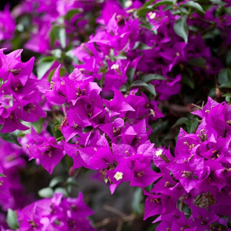Bougainvillea Sanderiana v.14